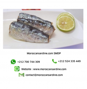 Authentic Moroccan sardines